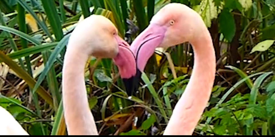 2 Flamingoes.