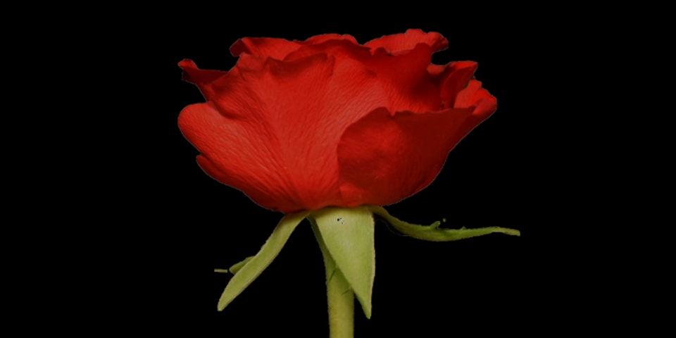 A red rose.