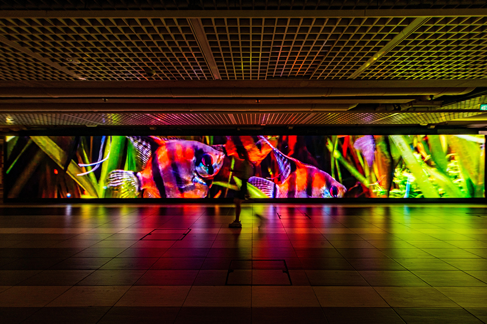 LED screen in a corridor displaying fish.