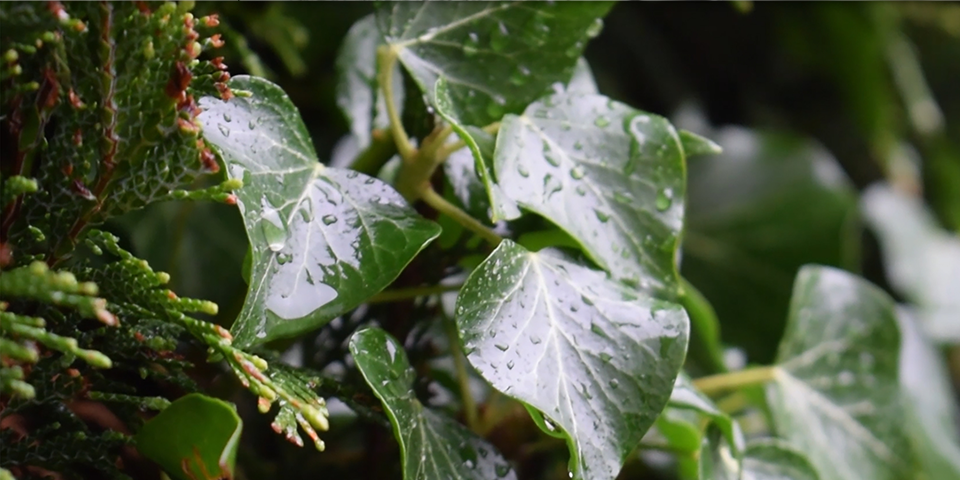 Some leaves with raindrops on.