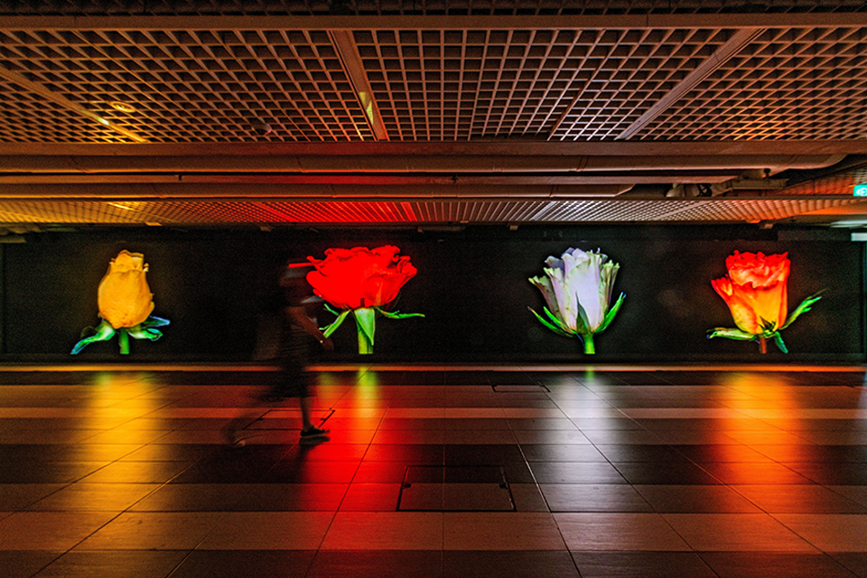 LED screen in a corridor displaying flowers.