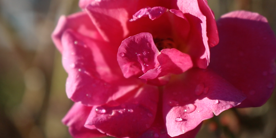 A pink Rose with water droplets.